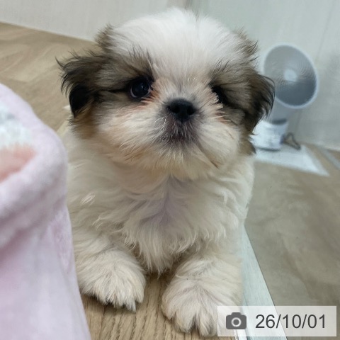 愛知県のシーズー (ペットプラス みなと店/2026年7月27日生まれ/男の子/ホワイトゴールド)の子犬の3枚目の画像