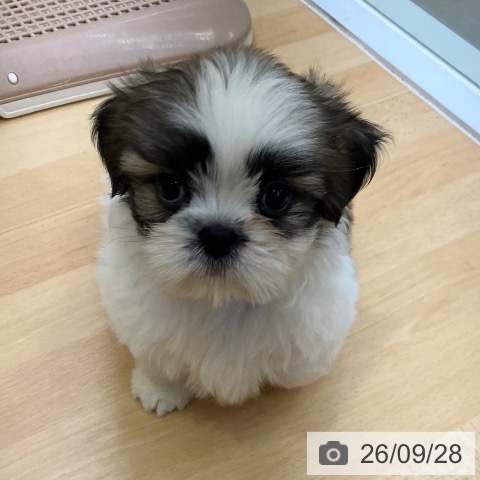 愛知県のシーズー (ペットプラス 三好店/2026年7月27日生まれ/男の子/ゴールドホワイト)の子犬の3枚目の画像