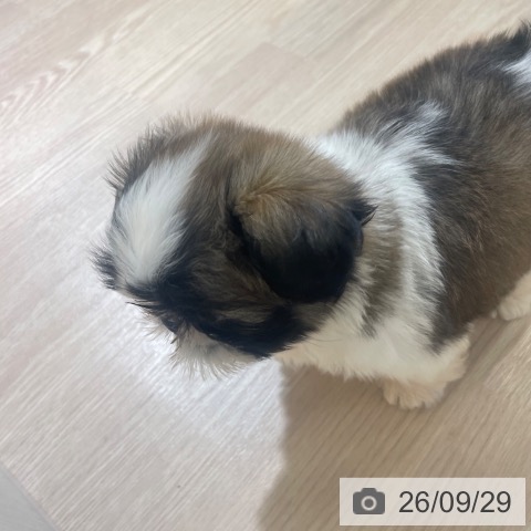 富山県のシーズー (ペットプラス 高岡店/2026年7月27日生まれ/男の子/ゴールドホワイト)の子犬の4枚目の画像