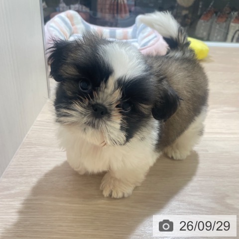 富山県のシーズー (ペットプラス 高岡店/2026年7月27日生まれ/男の子/ゴールドホワイト)の子犬の3枚目の画像