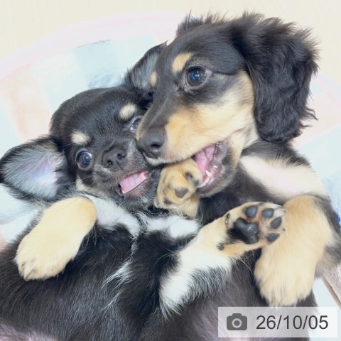 ミニチュア・ダックスフンドの写真