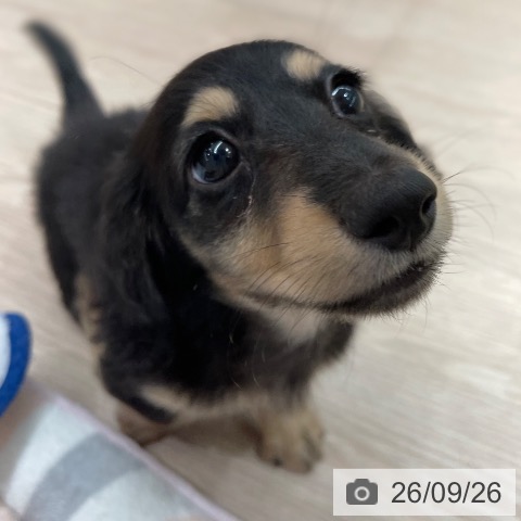 石川県のミニチュアダックスフンド(ロング) (ペットプラス かほく店/2026年7月26日生まれ/男の子/ブラックイエロー)の子犬の4枚目の画像