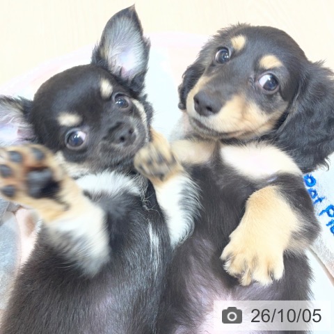 ミニチュア・ダックスフンドの写真