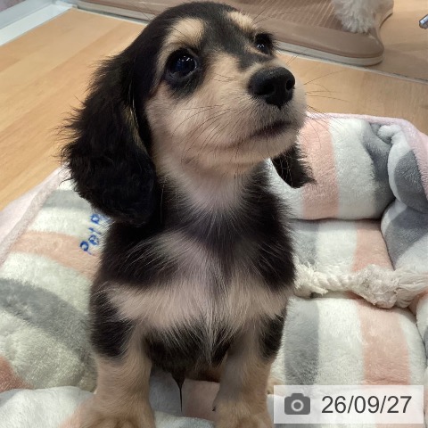 三重県のミニチュアダックスフンド(ロング) (ペットプラス 東員店/2026年7月26日生まれ/男の子/ブラックイエロー)の子犬の3枚目の画像