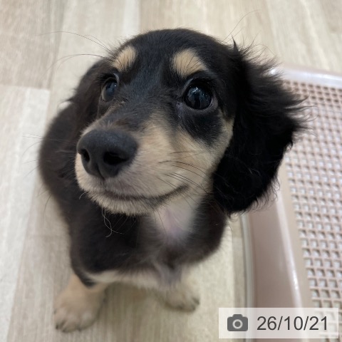 愛知県のミニチュアダックスフンド(ロング) (ペットプラス 上飯田店/2026年7月26日生まれ/女の子/ブラックイエロー)の子犬の4枚目の画像