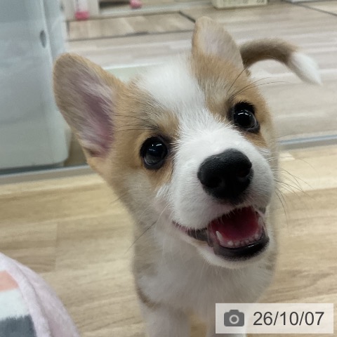 愛知県のウェルシュコーギーペンブローク (ペットプラス mozoワンダーシティ店/2026年7月26日生まれ/男の子/レッドホワイト)の子犬の3枚目の画像