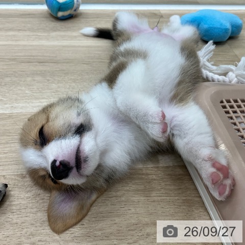 岐阜県のウェルシュコーギーペンブローク (ペットプラス 各務原店/2026年7月26日生まれ/女の子/レッドホワイト)の子犬の4枚目の画像