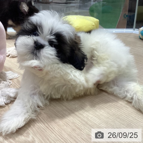 愛知県のシーズー (ペットプラス イオンモール長久手店/2026年7月27日生まれ/男の子/ゴールドホワイト)の子犬の3枚目の画像