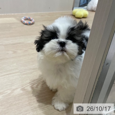 愛知県のシーズー (ペットプラス 東浦店/2026年7月27日生まれ/男の子/ゴールドホワイト)の子犬の4枚目の画像