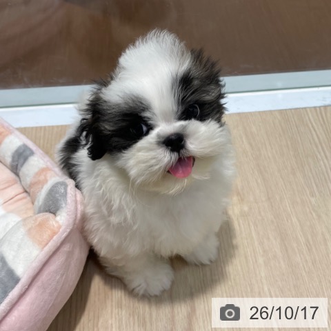 愛知県のシーズー (ペットプラス 東浦店/2026年7月27日生まれ/男の子/ゴールドホワイト)の子犬の3枚目の画像