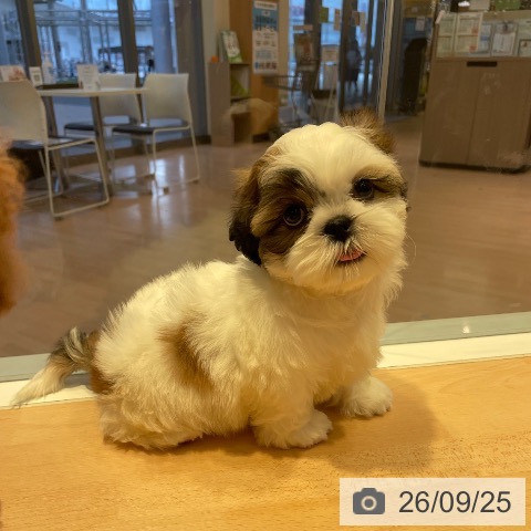 三重県のシーズー (ペットプラス 東員店/2026年7月27日生まれ/女の子/ホワイトゴールド)の子犬の3枚目の画像