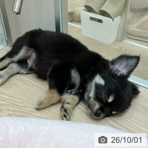 石川県のチワワ(ロング) (ペットプラス 白山店/2026年7月29日生まれ/男の子/ブラックタンホワイト)の子犬の3枚目の画像