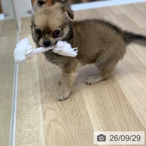 チワワの写真