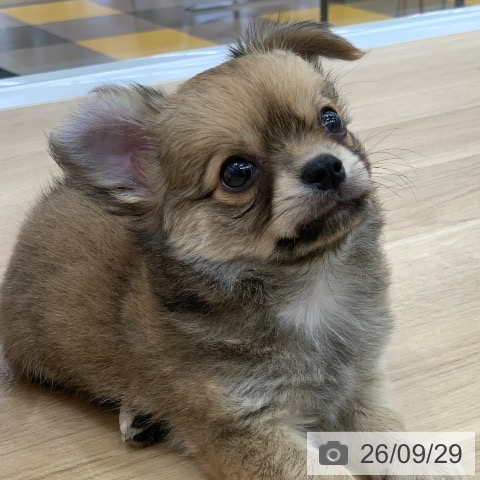 チワワの写真