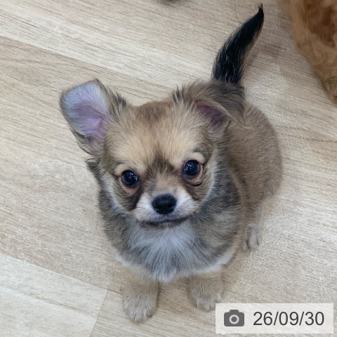 岐阜県のチワワ(ロング) (ペットプラス 光ケ丘店/2026年7月29日生まれ/男の子/フォーン)の子犬の4枚目の画像