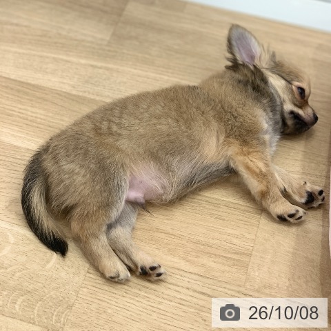 三重県のチワワ(ロング) (ペッツワン 桑名店/2026年7月29日生まれ/男の子/フォーン)の子犬の4枚目の画像