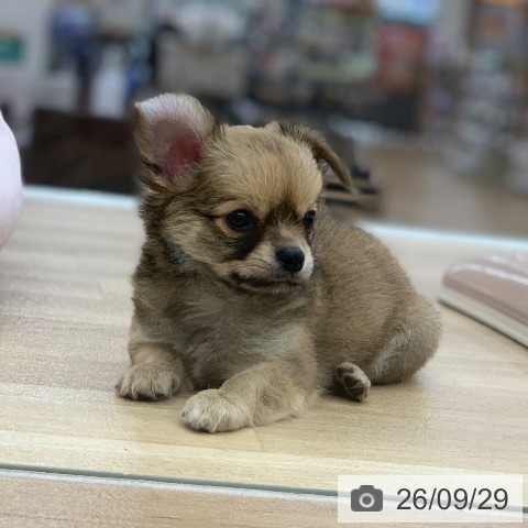 チワワの写真