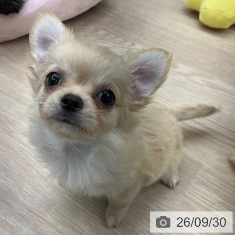 石川県のチワワ(ロング) (ペットプラス 白山店/2026年7月29日生まれ/女の子/クリーム)の子犬の3枚目の画像