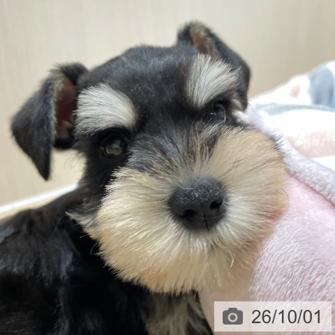 埼玉県のミニチュアシュナウザー (ペットプラス ららぽーと富士見店/2026年7月29日生まれ/男の子/ブラックシルバー)の子犬の3枚目の画像
