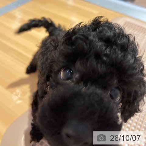 愛知県のトイプードル(トイ) (ペットプラス 名古屋茶屋店/2026年7月28日生まれ/男の子/ブラック)の子犬の4枚目の画像