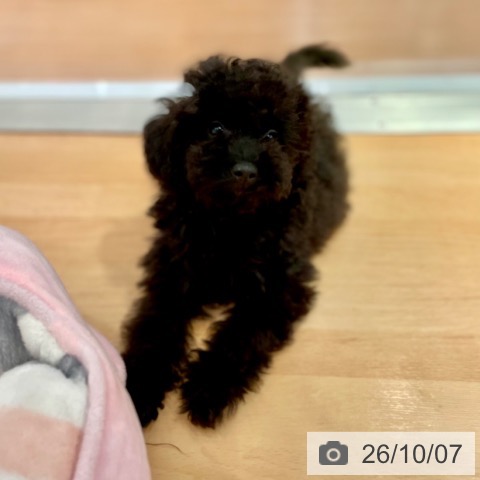 愛知県のトイプードル(トイ) (ペットプラス 名古屋茶屋店/2026年7月28日生まれ/男の子/ブラック)の子犬の3枚目の画像