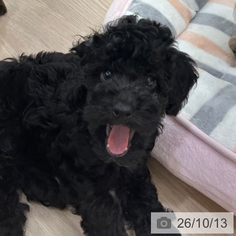 愛知県のトイプードル(トイ) (ペットプラス 豊田店/2026年7月28日生まれ/男の子/ブラック)の子犬の4枚目の画像