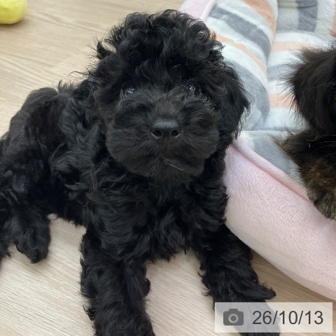 愛知県のトイプードル(トイ) (ペットプラス 豊田店/2026年7月28日生まれ/男の子/ブラック)の子犬の3枚目の画像