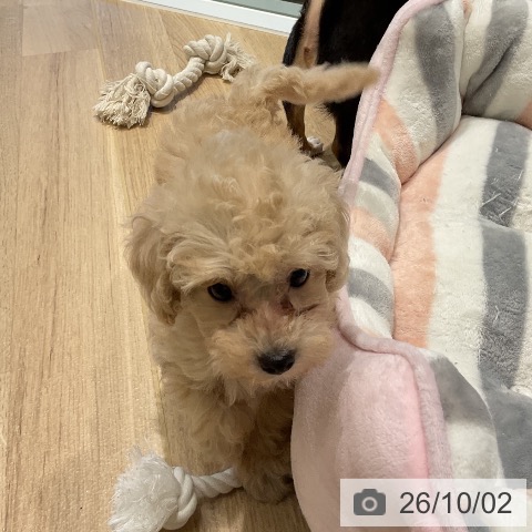 三重県のトイプードル(トイ) (ペットプラス 鈴鹿店/2026年7月28日生まれ/女の子/クリーム)の子犬の4枚目の画像