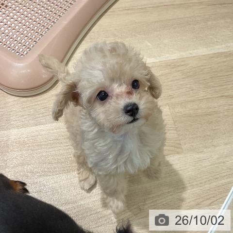 三重県のトイプードル(トイ) (ペットプラス 鈴鹿店/2026年7月28日生まれ/女の子/クリーム)の子犬の3枚目の画像
