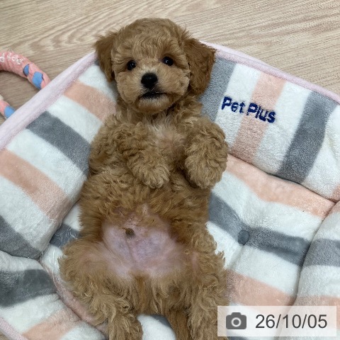 石川県のトイプードル(トイ) (ペットプラス 白山店/2026年7月28日生まれ/男の子/アプリコット)の子犬の3枚目の画像