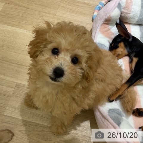愛知県のトイプードル(トイ) (ペットプラス イオンモール豊川店/2026年7月28日生まれ/女の子/アプリコット)の子犬の3枚目の画像