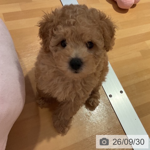 愛知県のトイプードル(トイ) (ペットプラス 名古屋茶屋店/2026年7月28日生まれ/女の子/アプリコット)の子犬の4枚目の画像