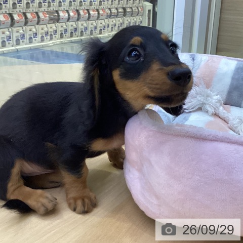 愛知県のミニチュアダックスフンド(ロング) (ペットプラス 三好店/2026年7月28日生まれ/男の子/ブラックタン)の子犬の4枚目の画像