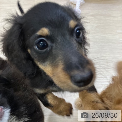 愛知県のミニチュアダックスフンド(ロング) (ペットプラス ナゴヤドーム前店/2026年7月28日生まれ/男の子/ブラックタン)の子犬の4枚目の画像