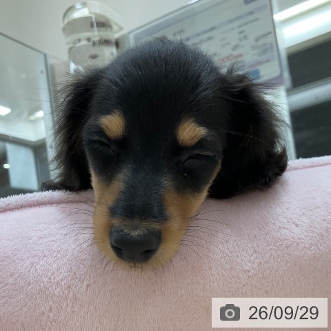 ミニチュア・ダックスフンドの写真