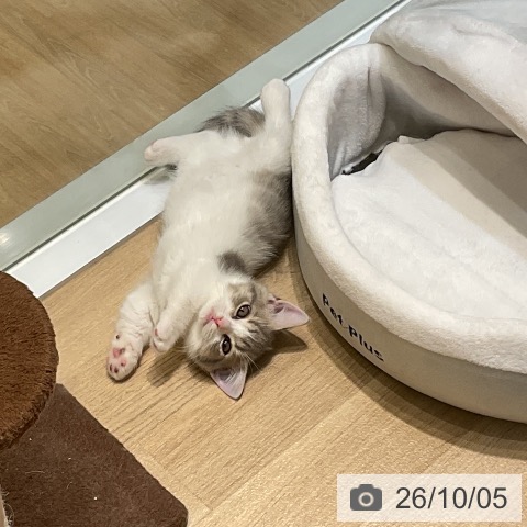マンチカンの写真