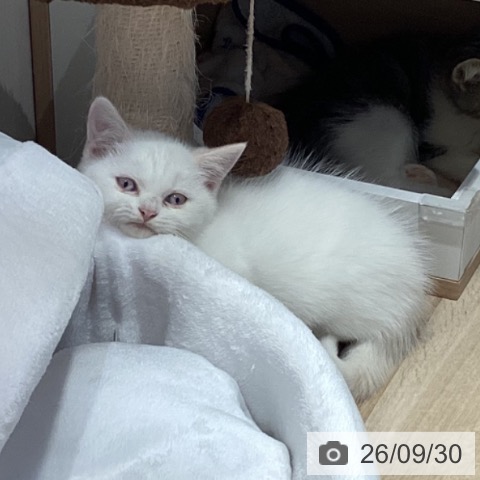 岐阜県のマンチカン (ペットプラス 各務原店/2026年7月28日生まれ/男の子/クリームポイント)の子猫の4枚目の画像