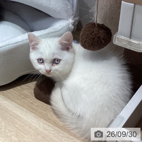 岐阜県のマンチカン (ペットプラス 各務原店/2026年7月28日生まれ/男の子/クリームポイント)の子猫の3枚目の画像