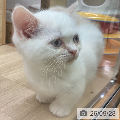 マンチカンの写真