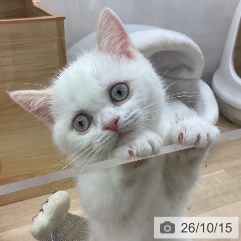 愛知県のマンチカン (ペットプラス 岡崎店/2026年7月28日生まれ/女の子/クリームポイント)の子猫の4枚目の画像