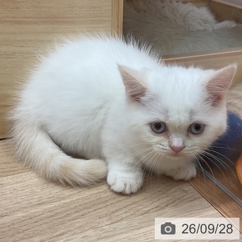 マンチカンの写真