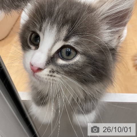 ノルウェージャンフォレストキャットの写真