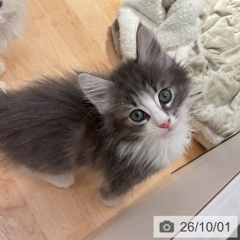ノルウェージャンフォレストキャットの写真