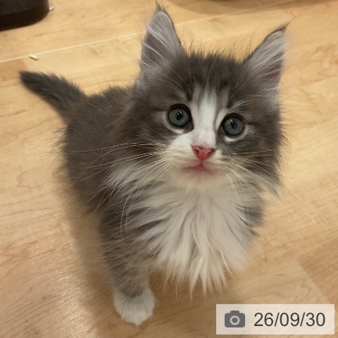 愛知県のノルウェージャンフォレストキャット (ペットプラス 名古屋茶屋店/2026年7月29日生まれ/男の子/ブルータビーホワイト)の子猫の4枚目の画像