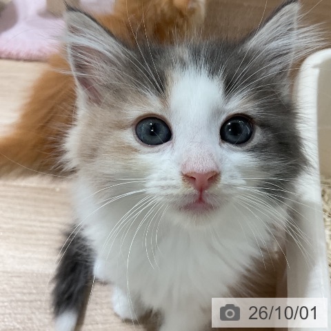三重県のノルウェージャンフォレストキャット (ペットプラス 鈴鹿店/2026年7月29日生まれ/女の子/ブルーパッチドタビーホワイト)の子猫の3枚目の画像