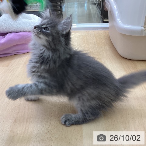 愛知県のノルウェージャンフォレストキャット (ペットプラス 三好店/2026年7月29日生まれ/女の子/ブルーパッチドタビーホワイト)の子猫の4枚目の画像