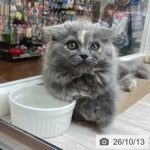 愛知県のスコティッシュフォールド (ペットプラス イオンモール長久手店/2026年7月28日生まれ/女の子/ブルークリーム)の子猫の3枚目の画像