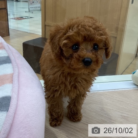 愛知県のトイプードル(トイ) (ペットプラス ナゴヤドーム前店/2026年7月29日生まれ/男の子/レッド)の子犬の4枚目の画像