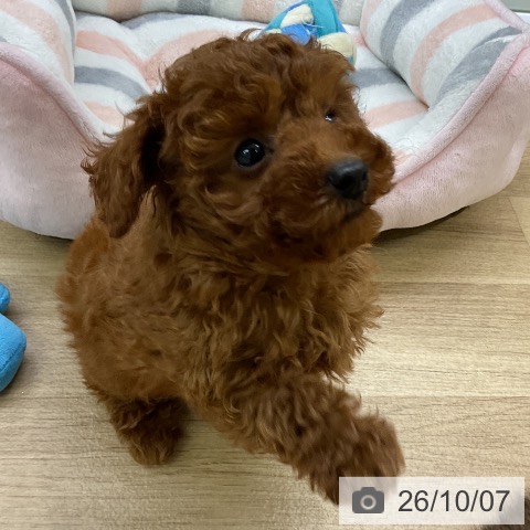 愛知県のトイプードル(トイ) (ペットプラス mozoワンダーシティ店/2026年7月29日生まれ/男の子/レッド)の子犬の4枚目の画像
