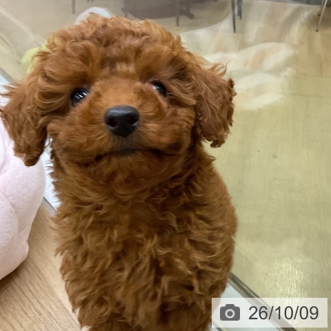 愛知県のトイプードル(トイ) (ペットプラス mozoワンダーシティ店/2026年7月29日生まれ/男の子/レッド)の子犬の3枚目の画像